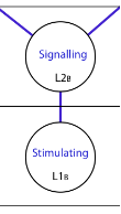 Channel between Centre of Signalling (L2) and the Centre of Stimuli (L1)